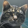 Johnny Rocket - Photo 3