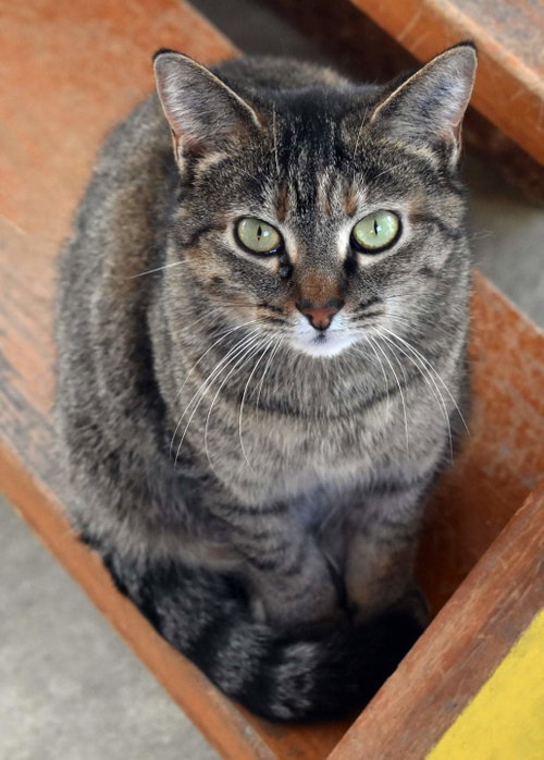 Photo 3 of Kit kat