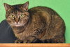 Kit kat - Photo 2