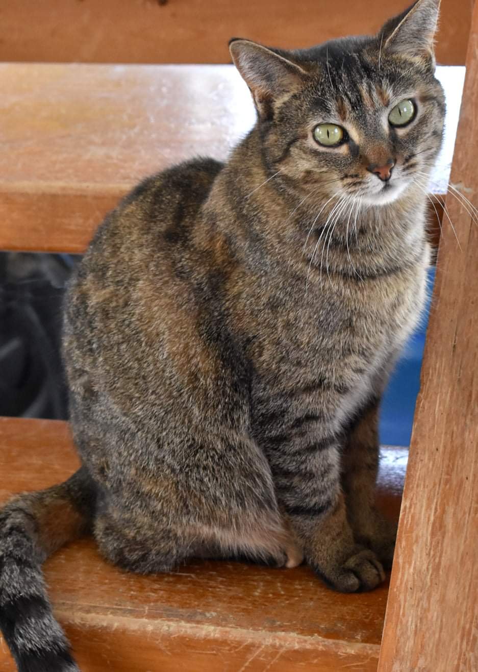 adoptable Cat in Watseka, IL named Kit kat