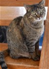 adoptable Cat in watseka, IL named Kit kat