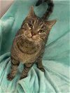 adoptable Cat in , IL named Louie
