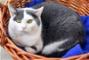 adoptable Cat in watseka, IL named Ladybug