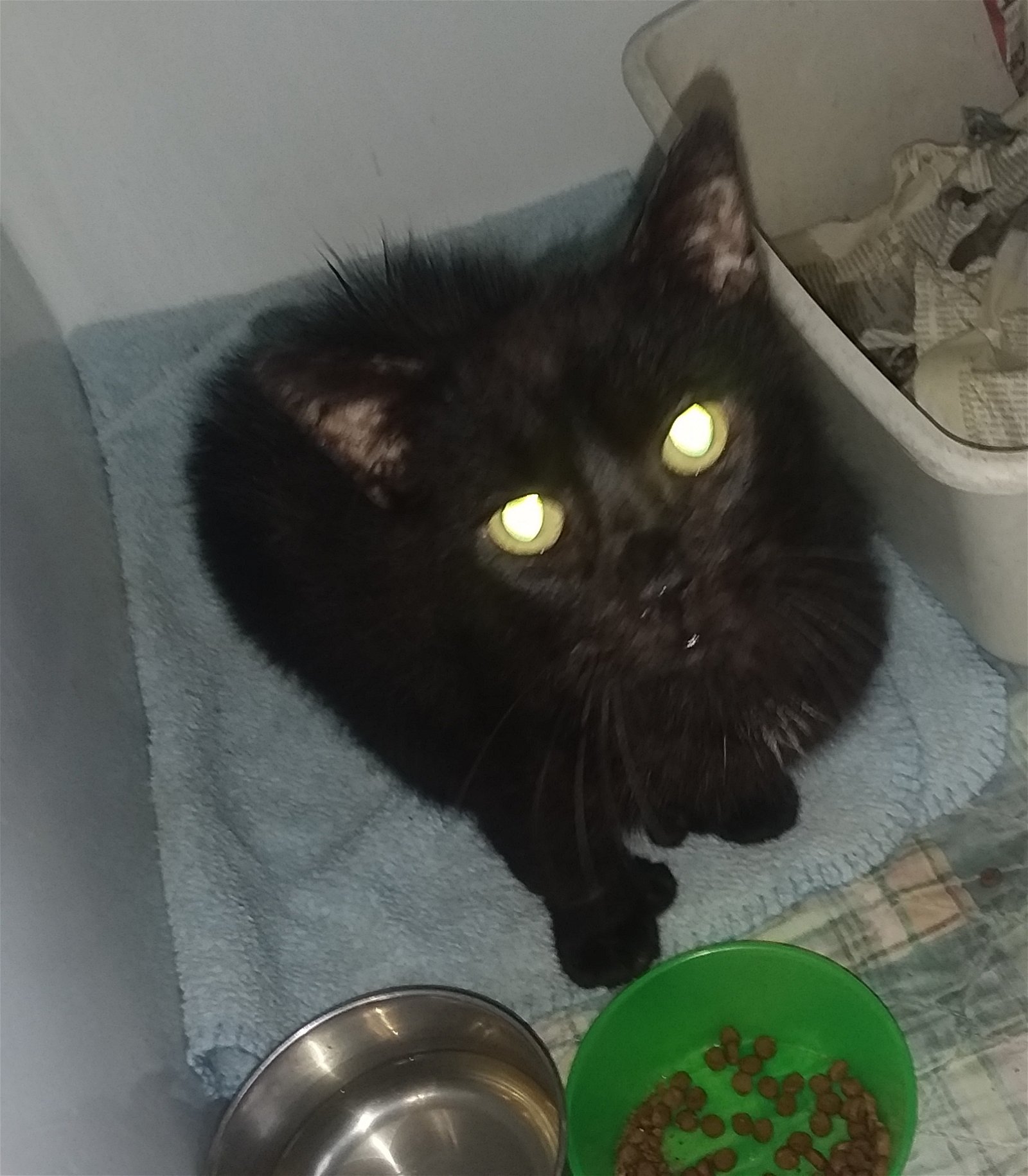 adoptable Cat in Watseka, IL named Thumbs