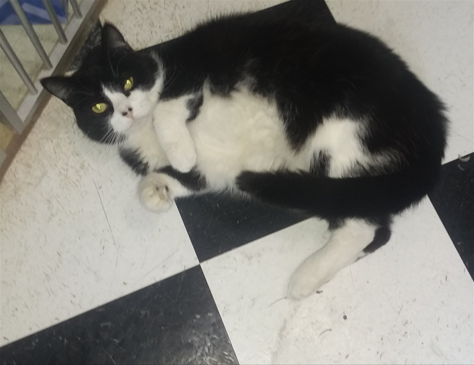adoptable Cat in Watseka, IL named Freya