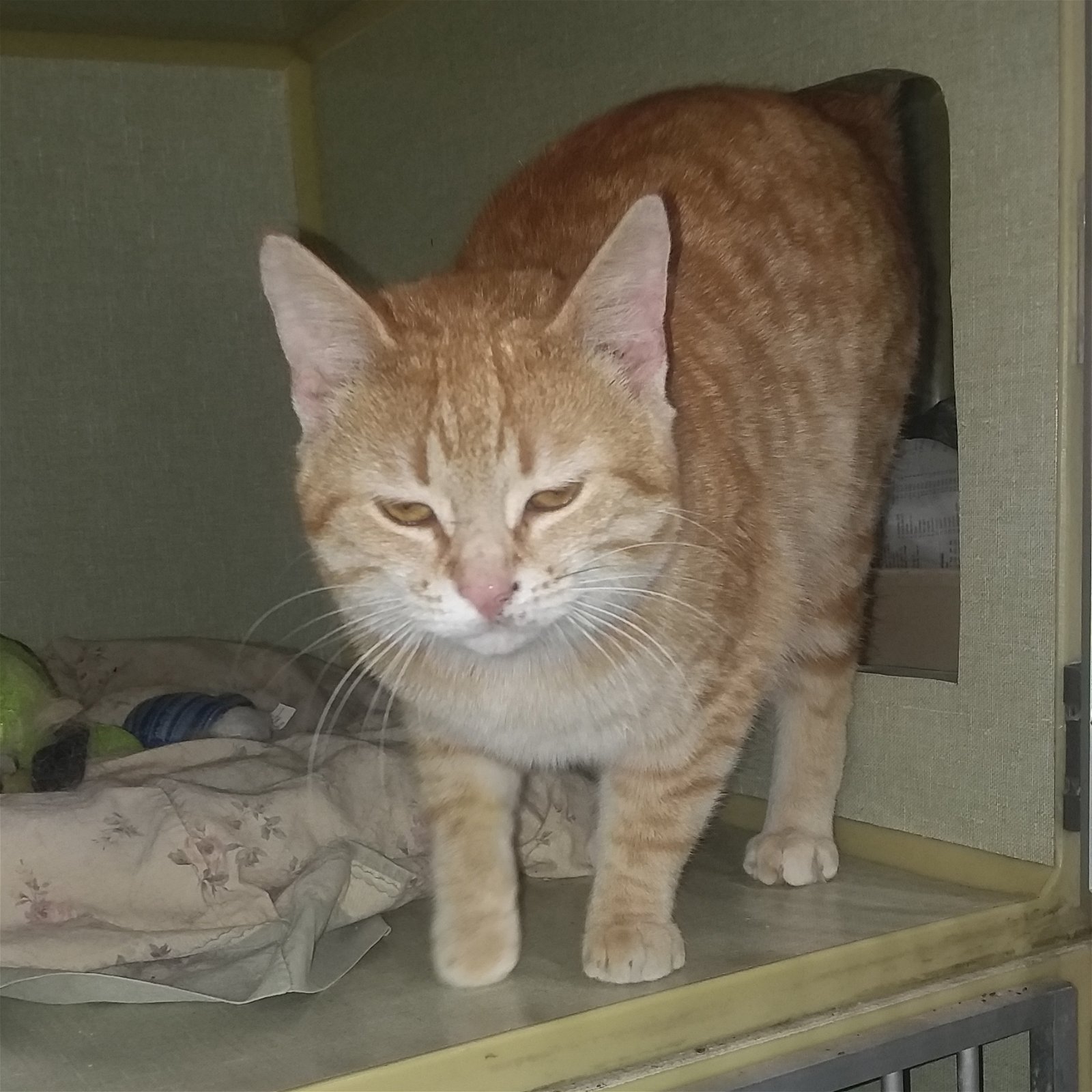adoptable Cat in Watseka, IL named Marty