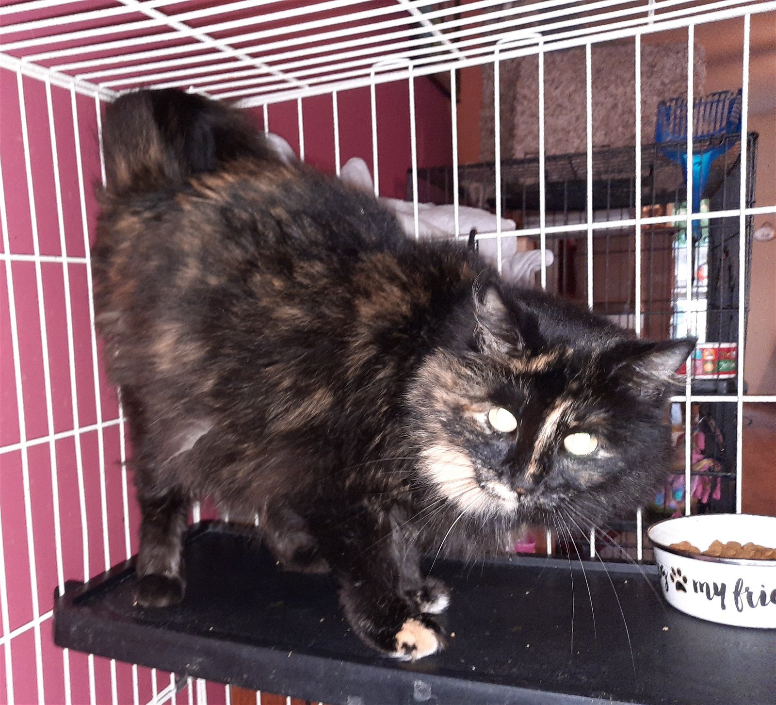 adoptable Cat in Watseka, IL named Joanna