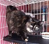adoptable Cat in , IL named Joanna