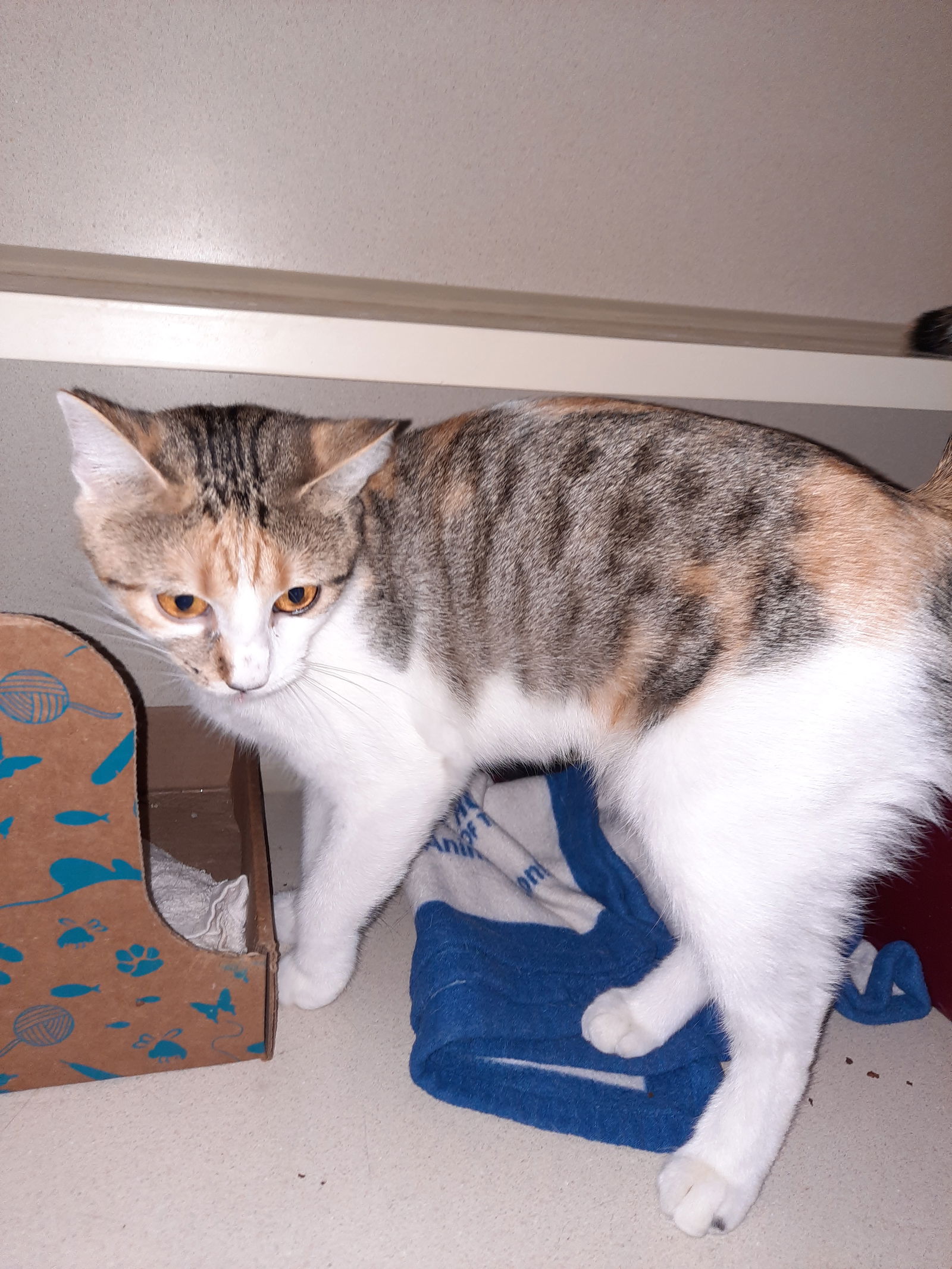 adoptable Cat in Watseka, IL named Sookie