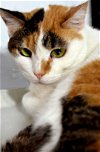 adoptable Cat in watseka, IL named Catalina