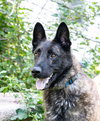 Capone - Photo 2
