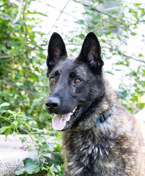 CAPONE - German Shepherd Dog / Dutch Shepherd available for adoption
