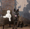 Capone - Photo 3