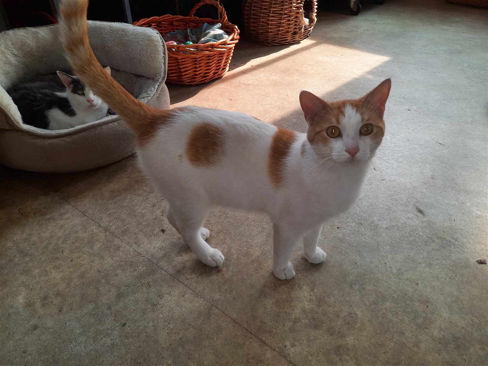 adoptable Cat in Watseka, IL named Waygu