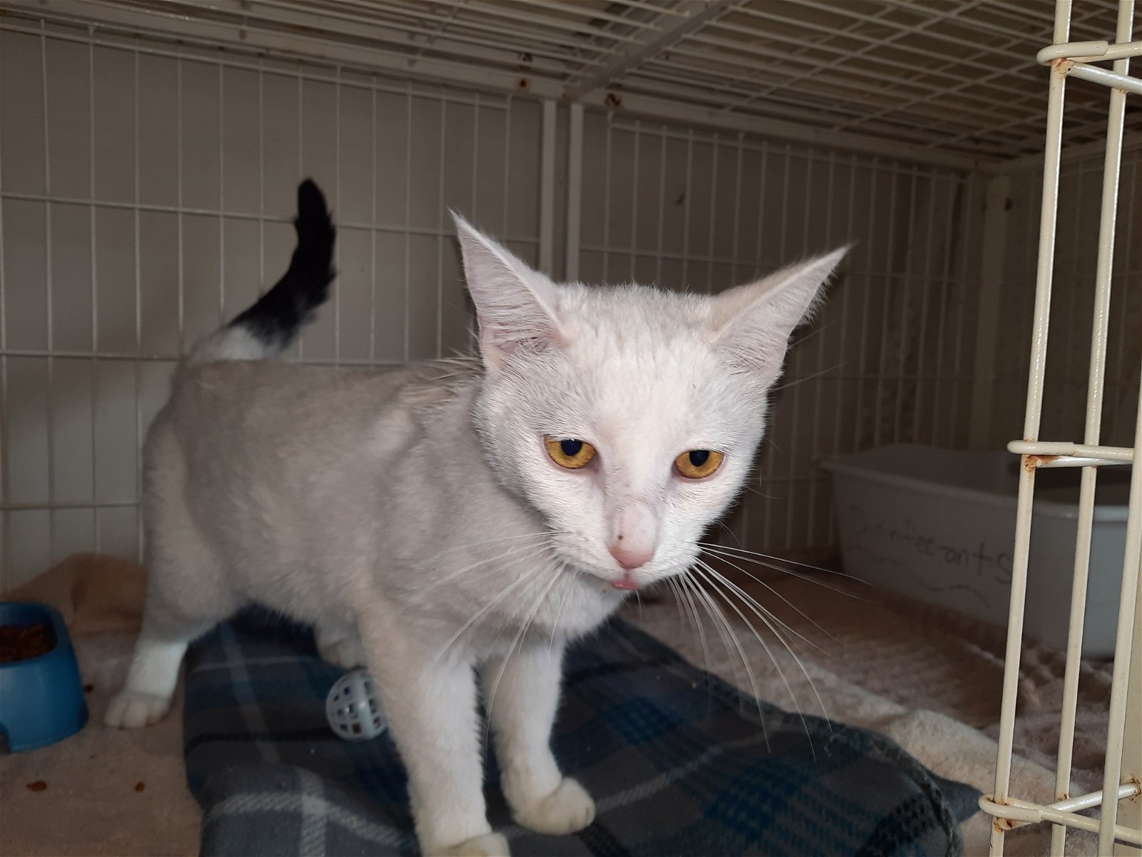 adoptable Cat in Watseka, IL named Swan