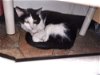 adoptable Cat in watseka, IL named Grace