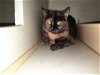 adoptable Cat in watseka, IL named Gloria