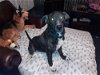 adoptable Dog in watseka, IL named Draco