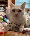 adoptable Cat in watseka, IL named Maxx