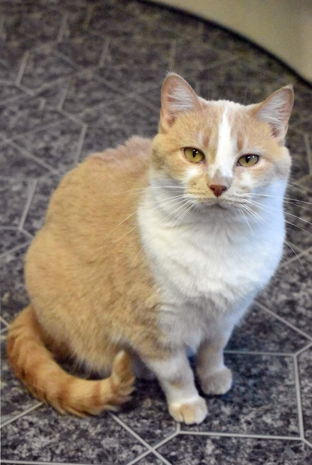 adoptable Cat in Watseka, IL named Cheez-It