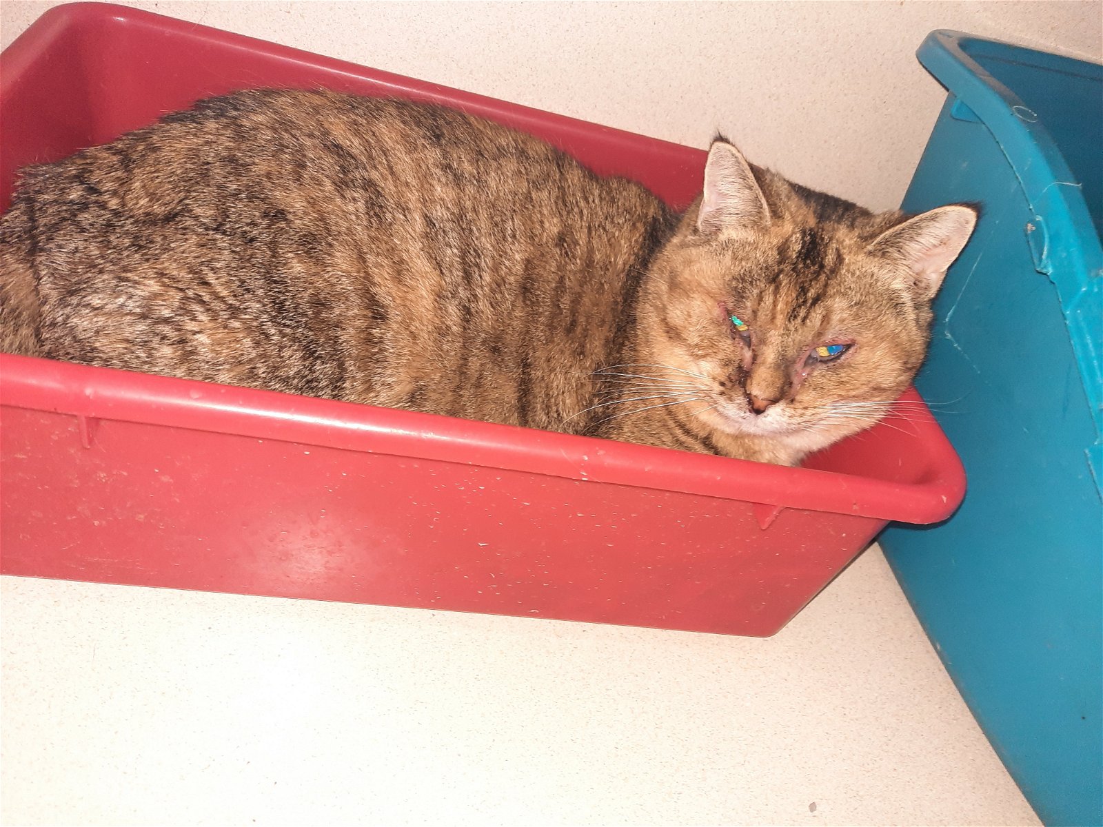 adoptable Cat in Watseka, IL named Eleanor