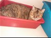 adoptable Cat in watseka, IL named Eleanor