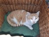 adoptable Cat in watseka, IL named Lyon