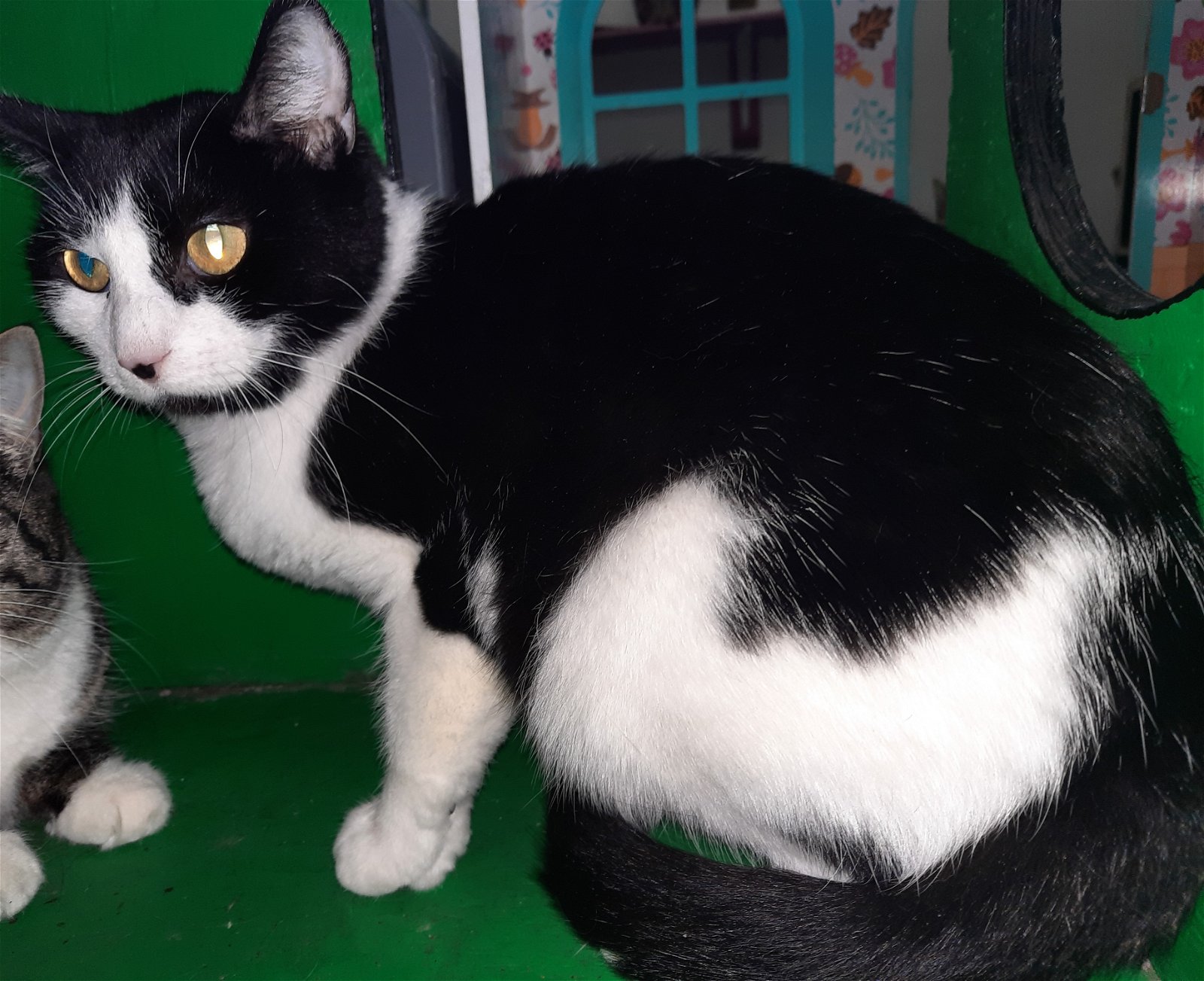 adoptable Cat in Watseka, IL named Heidi