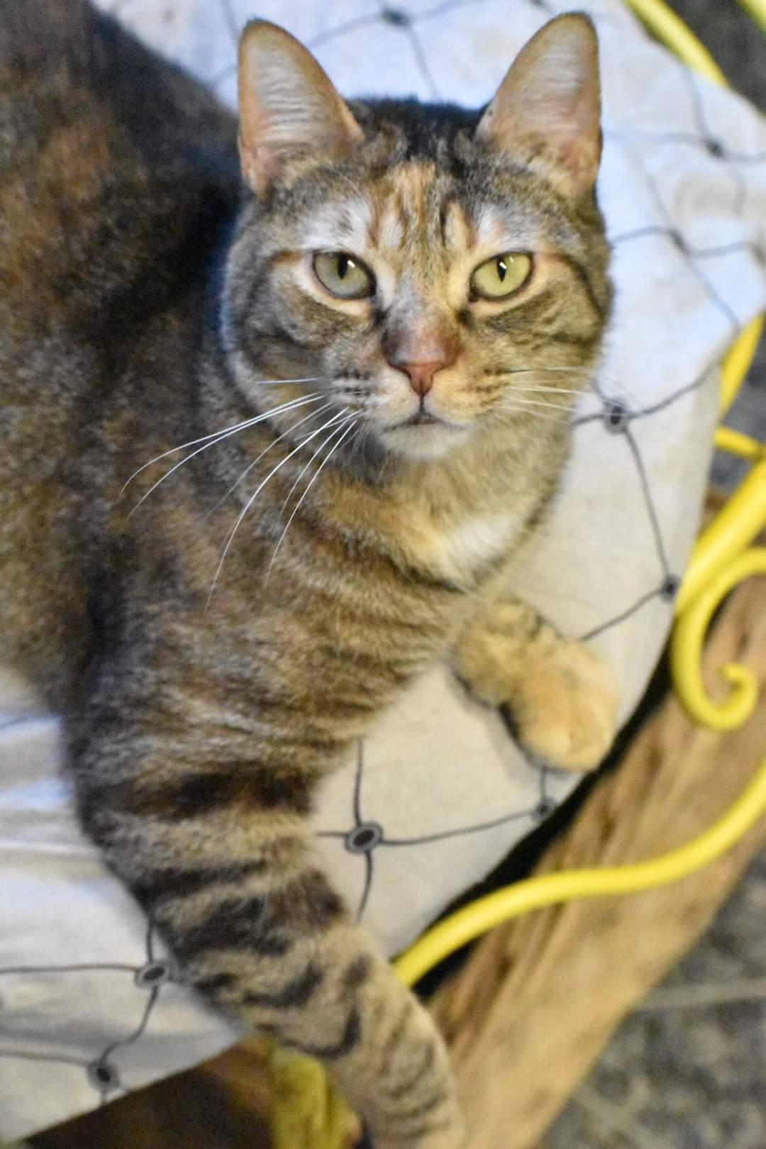 adoptable Cat in Watseka, IL named Maizy