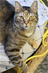 adoptable Cat in , IL named Maizy