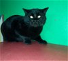 adoptable Cat in watseka, IL named Kofi