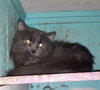 Shadow - Photo 3