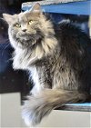 adoptable Cat in watseka, IL named Shadow