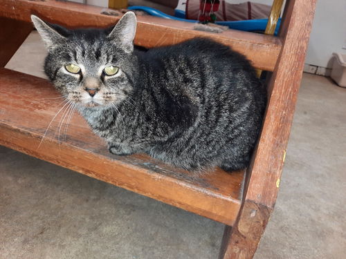 picture of the cat needing adoption