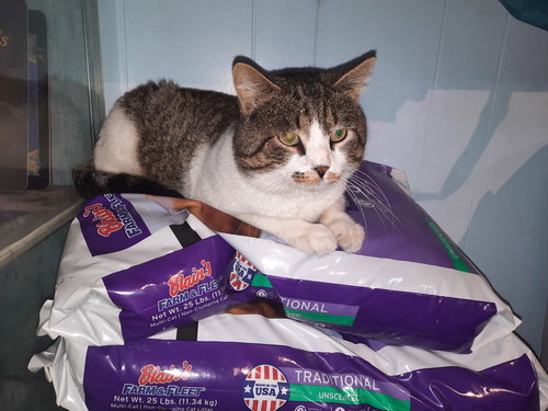 BILLY - Domestic Short Hair available for adoption