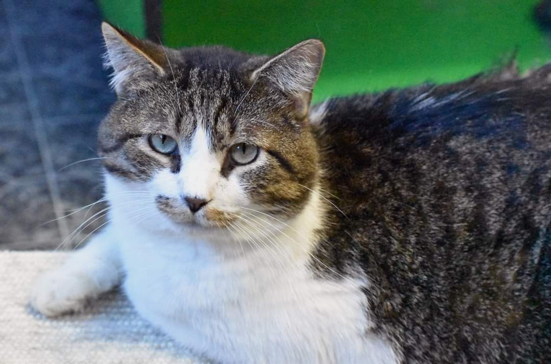 adoptable Cat in Watseka, IL named Billy