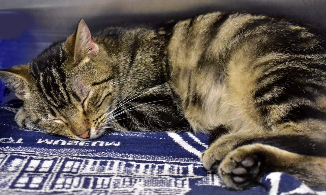 adoptable Cat in Watseka, IL named Nadya