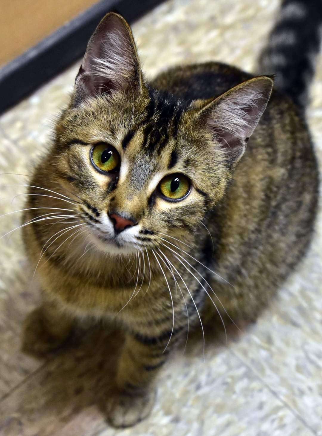 adoptable Cat in Watseka, IL named Endora