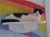 adoptable Cat in watseka, IL named Marley