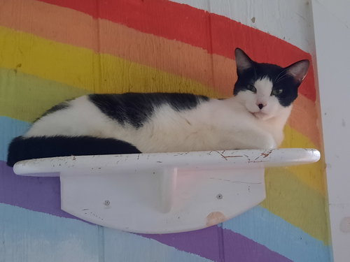 MARLEY - Domestic Short Hair available for adoption