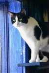 adoptable Cat in watseka, IL named Kate