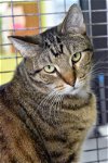 adoptable Cat in watseka, IL named Willie