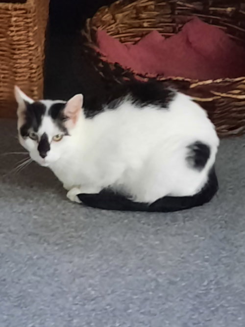 picture of the cat needing adoption