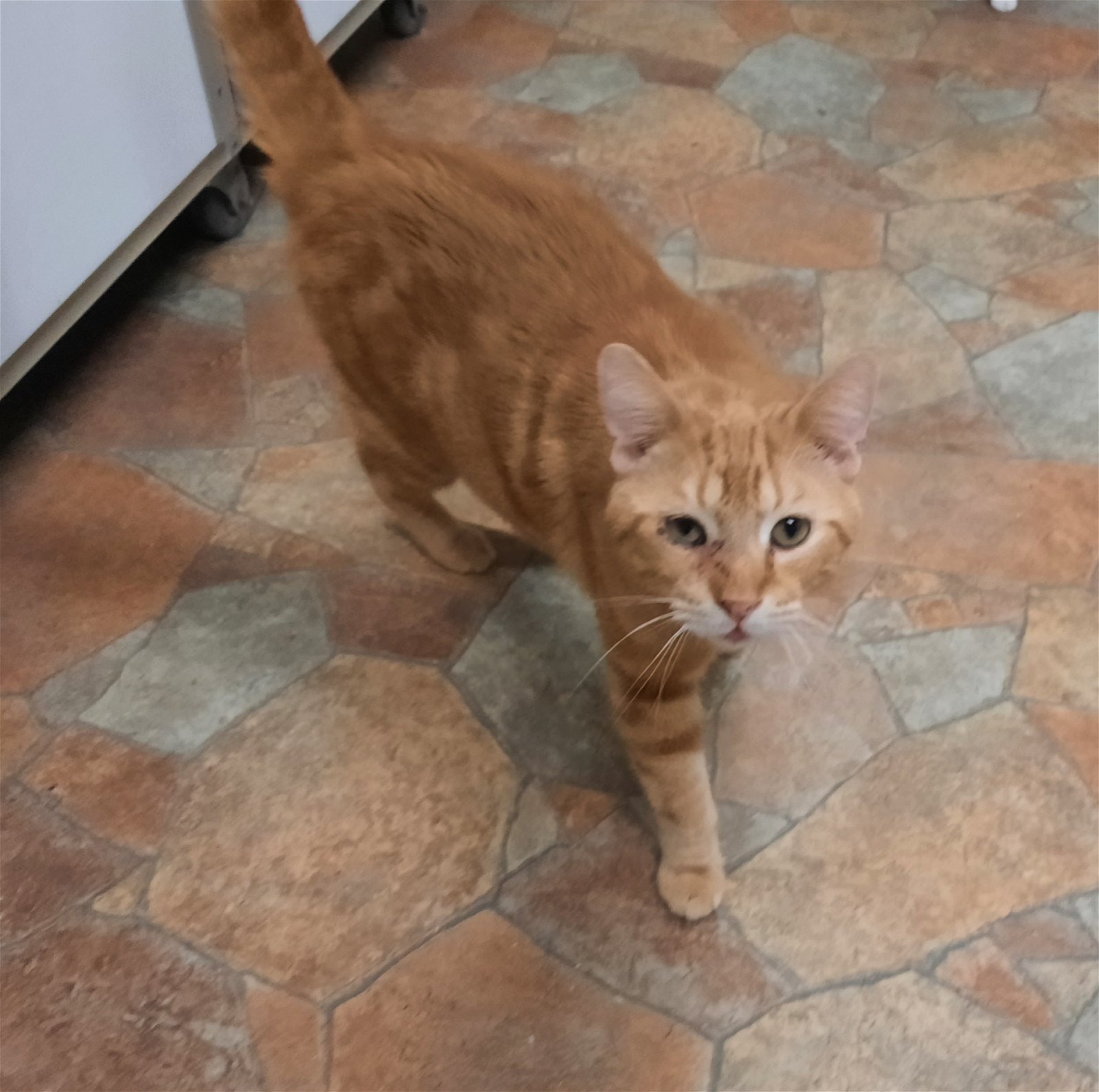 adoptable Cat in Watseka, IL named McCarthy