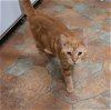 adoptable Cat in watseka, IL named McCarthy