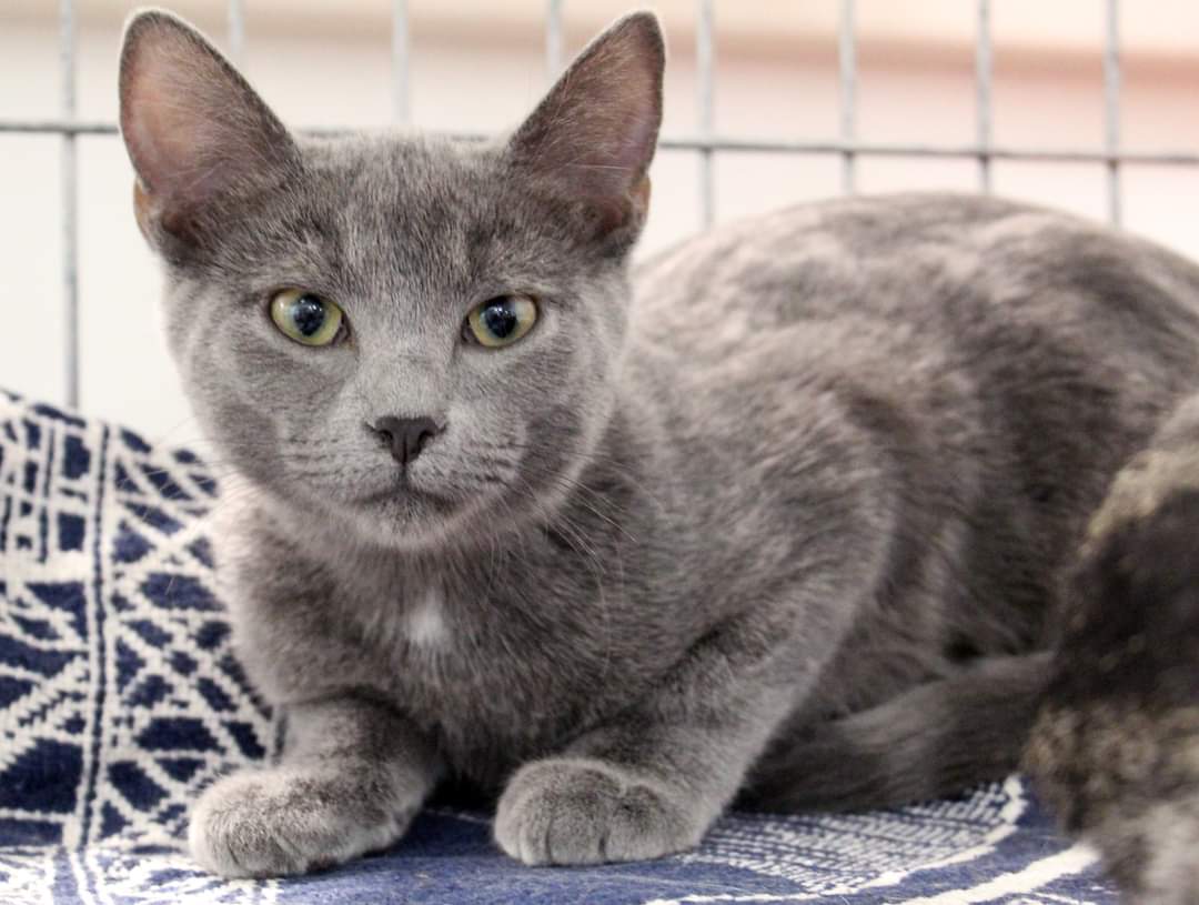 Cats for Adoption in West Lafayette, Indiana Alpha Paw