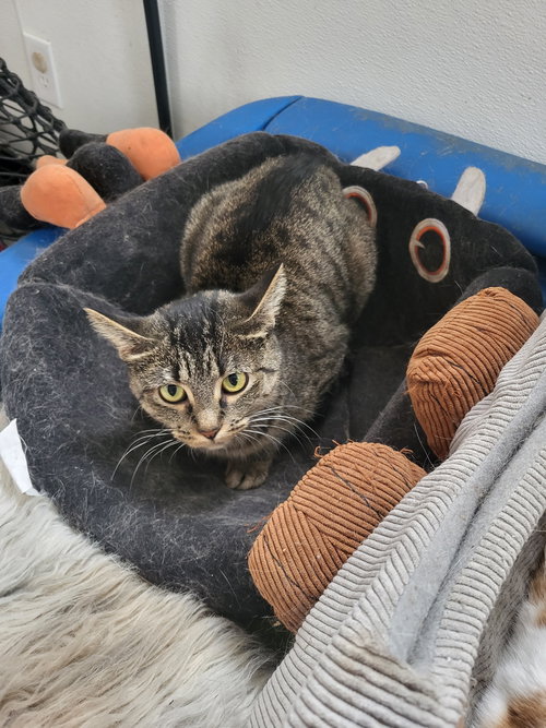 CHELSEA - Domestic Short Hair available for adoption