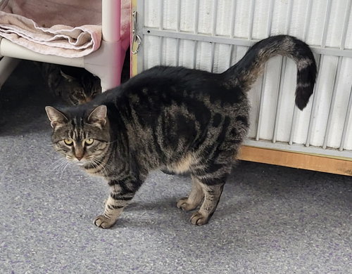DUSKY - American Shorthair available for adoption
