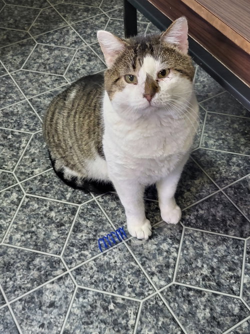 FENWAY - Domestic Short Hair available for adoption