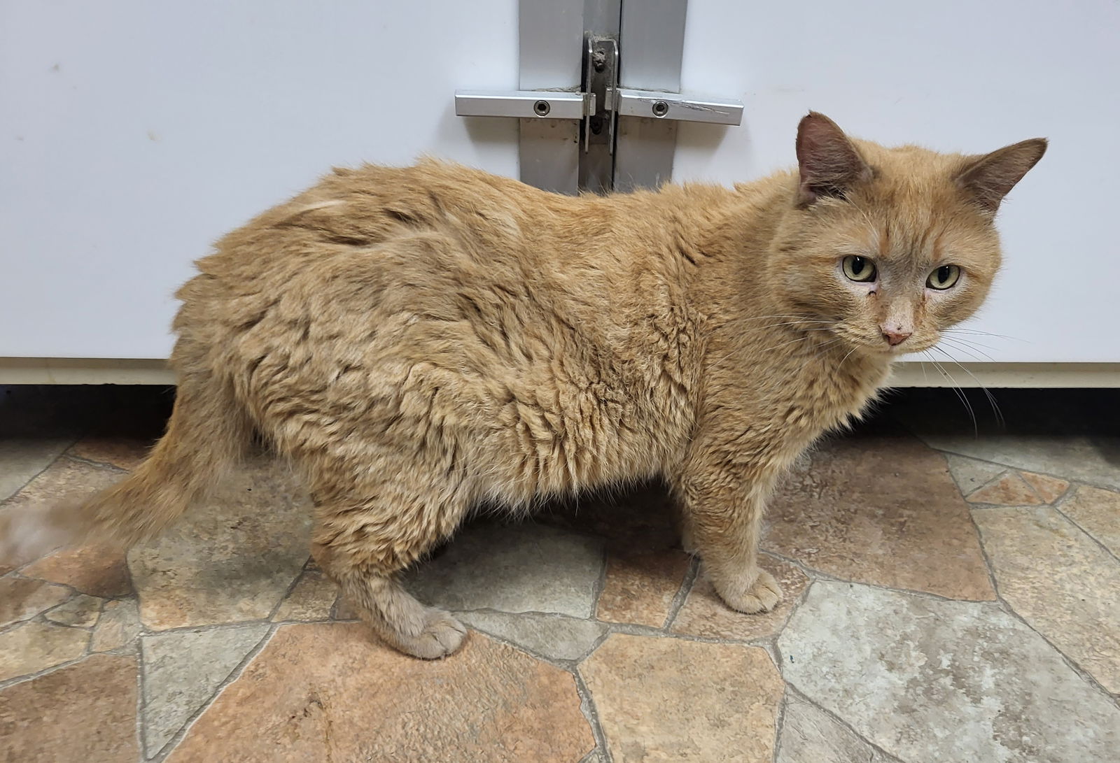 adoptable Cat in Watseka, IL named Ichabod